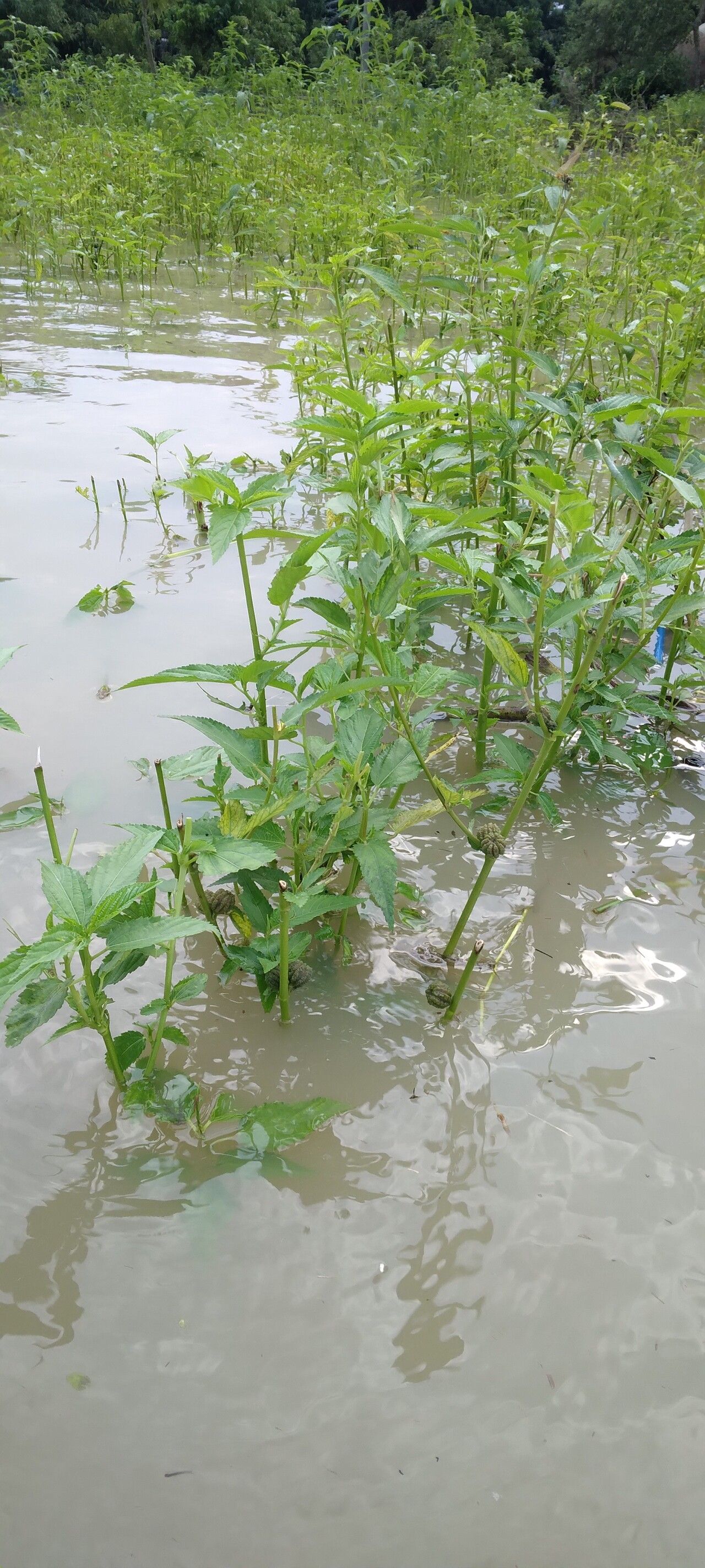 Corchorus capsularis fruit
