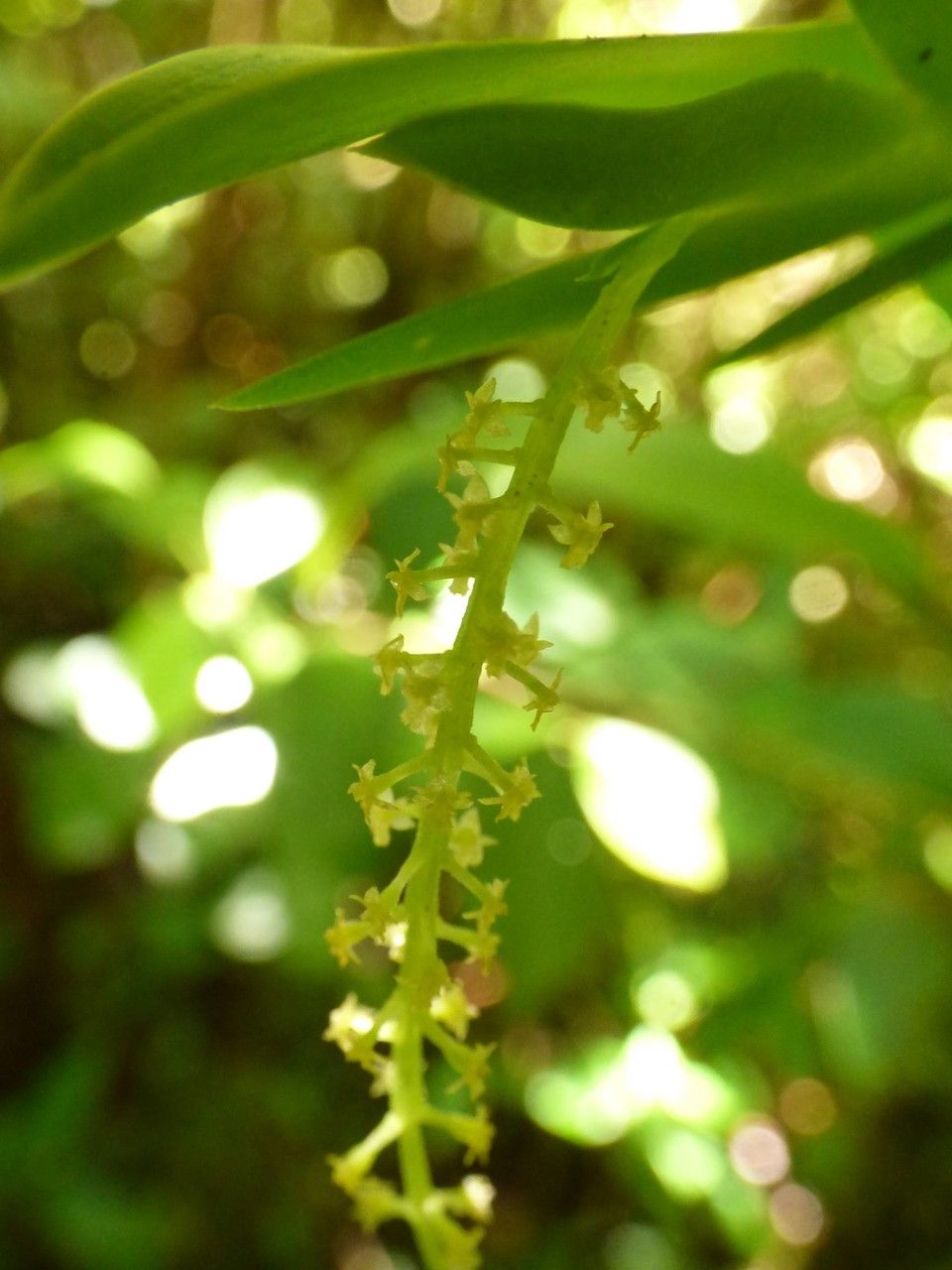 Oberonia disticha flower