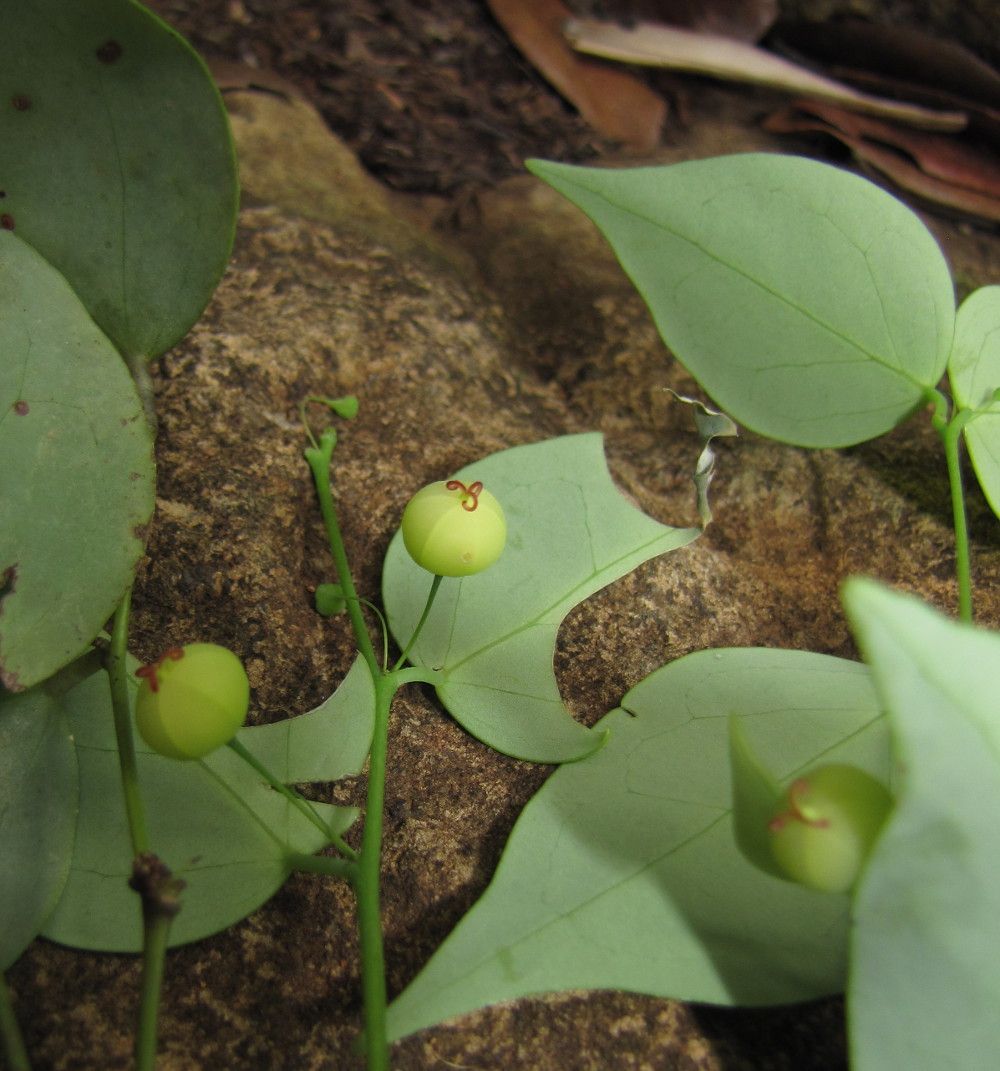 Phyllanthus luciliae — houseplant care guide