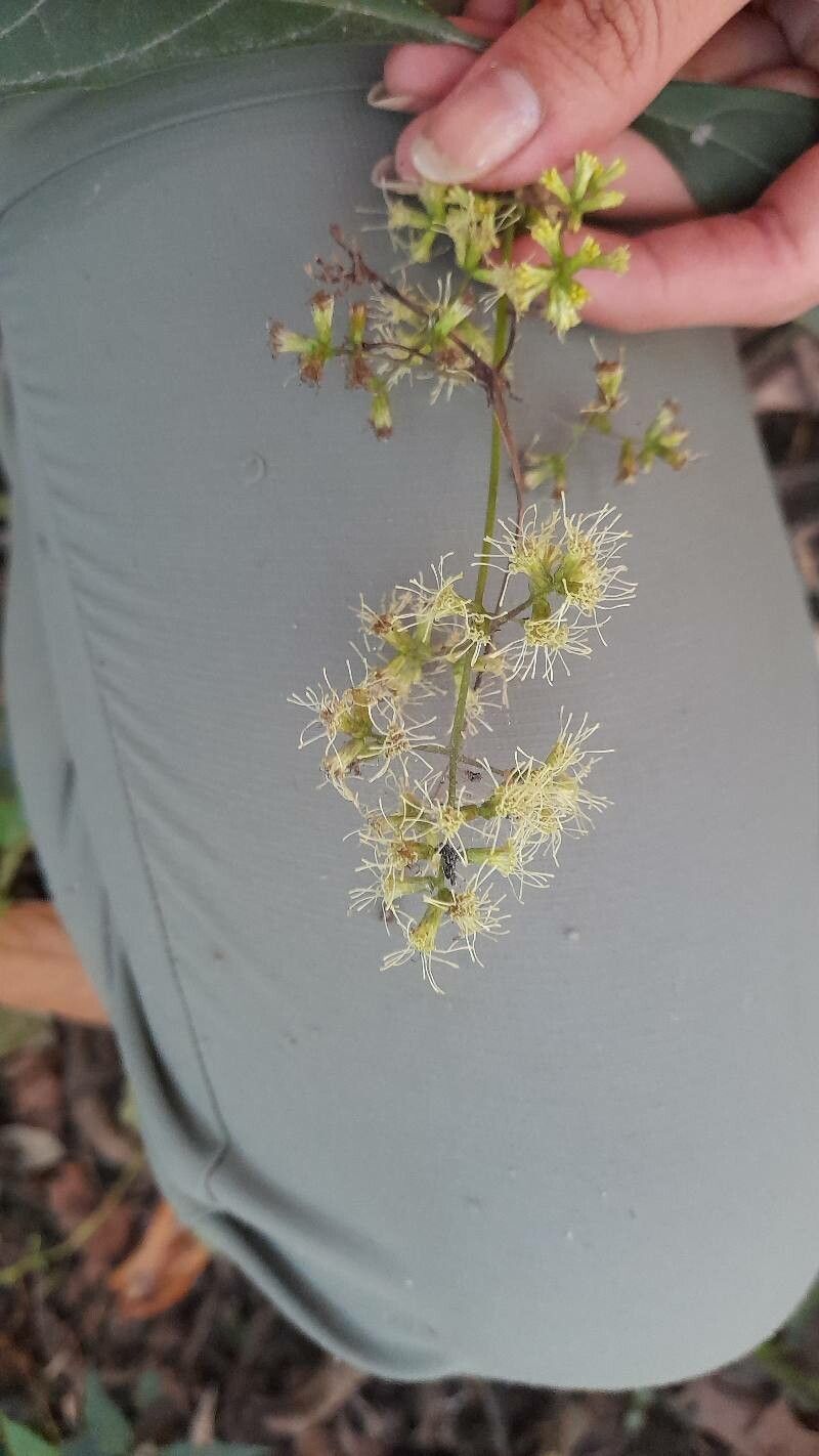 Koanophyllon pittieri flower