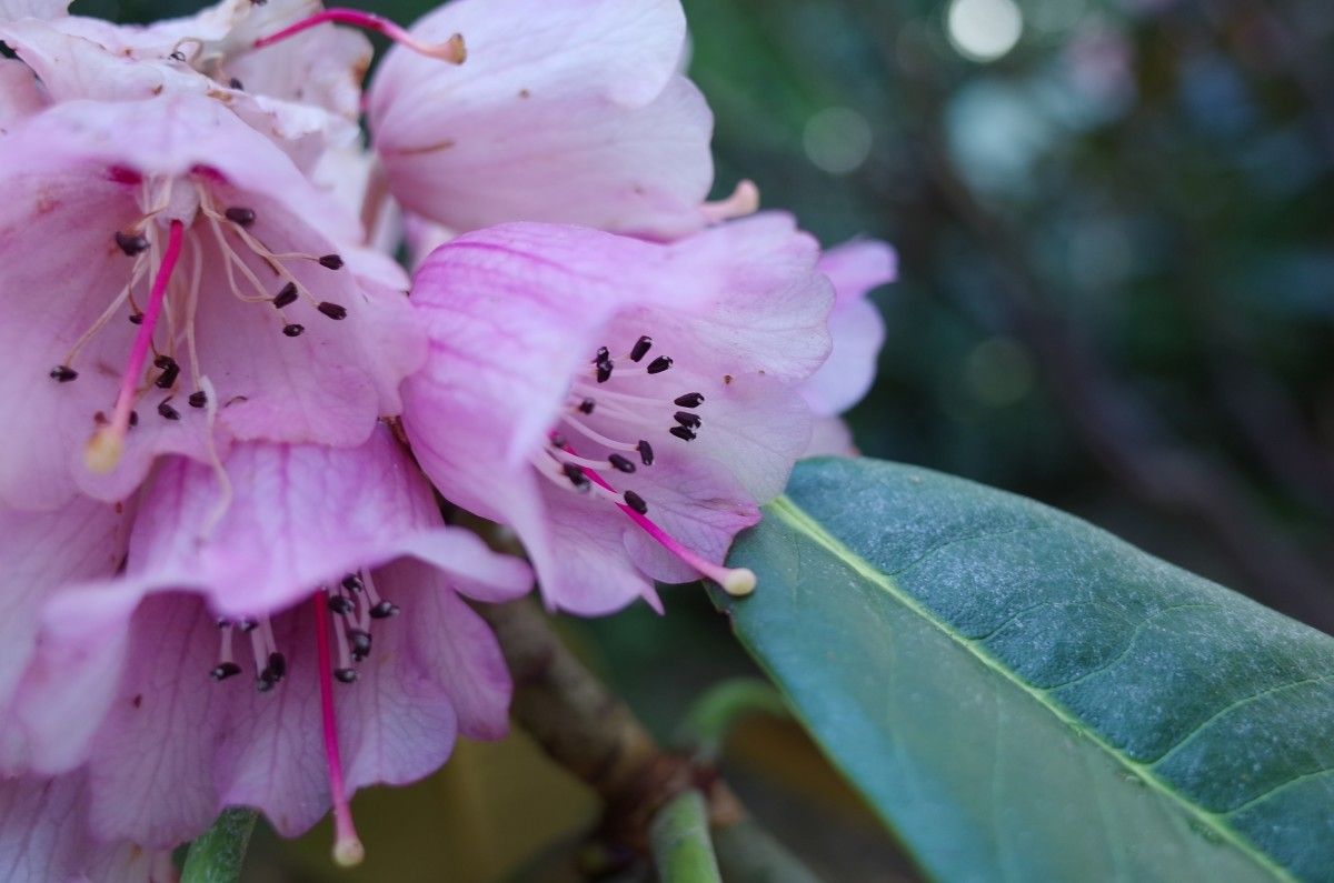 Rhododendron hodgsonii flower