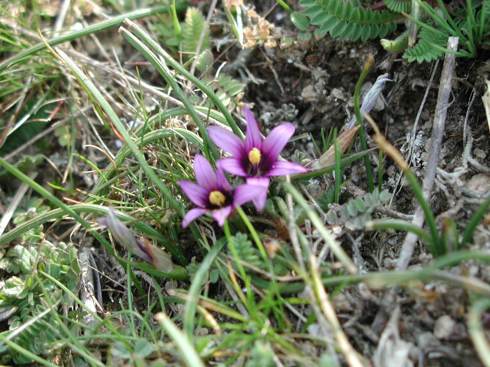 Romulea linaresii flower