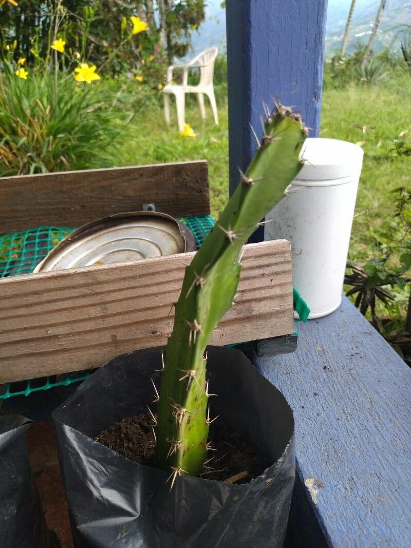 Harrisia bonplandii — search result for 'Paraguay'