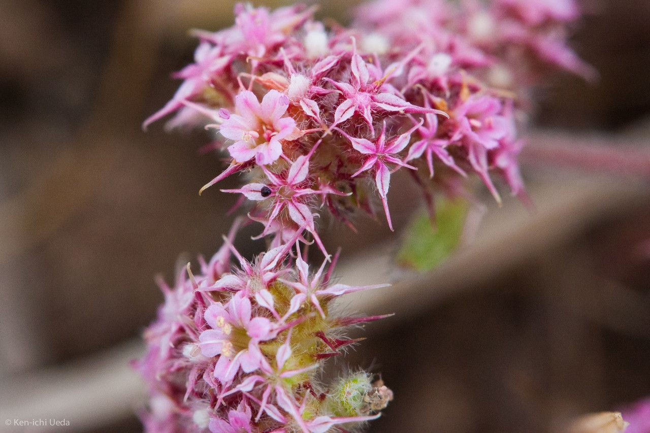 Chorizanthe angustifolia — related species from the same genus