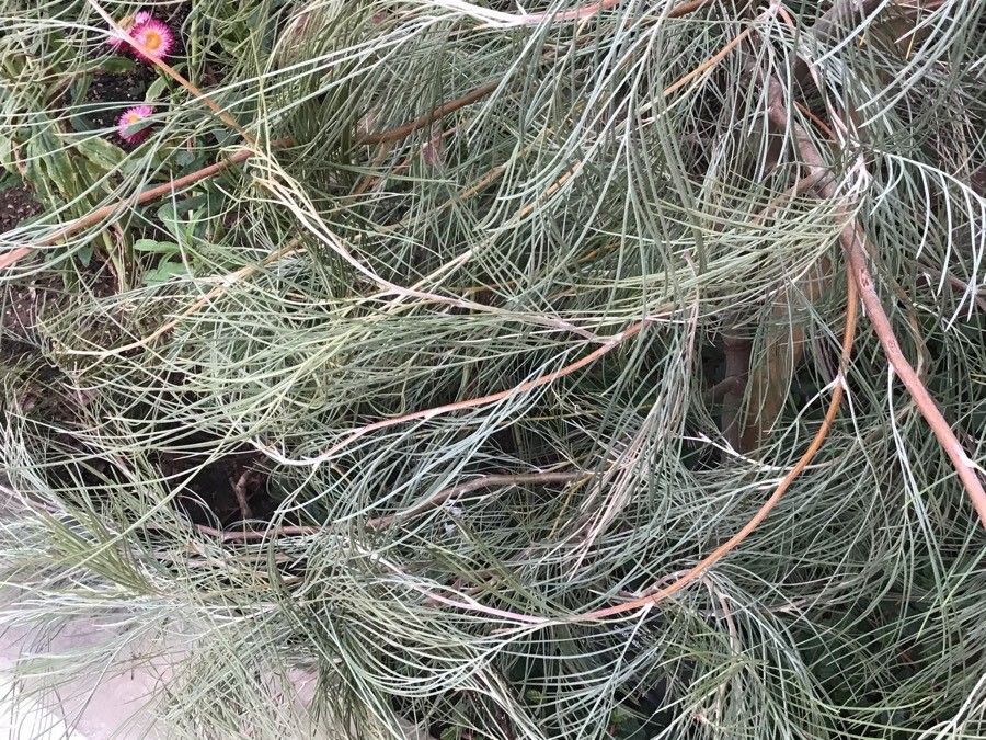 Grevillea candelabroides leaf