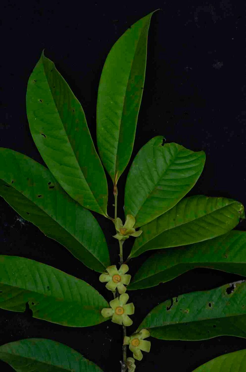 Guatteria pogonopus leaf