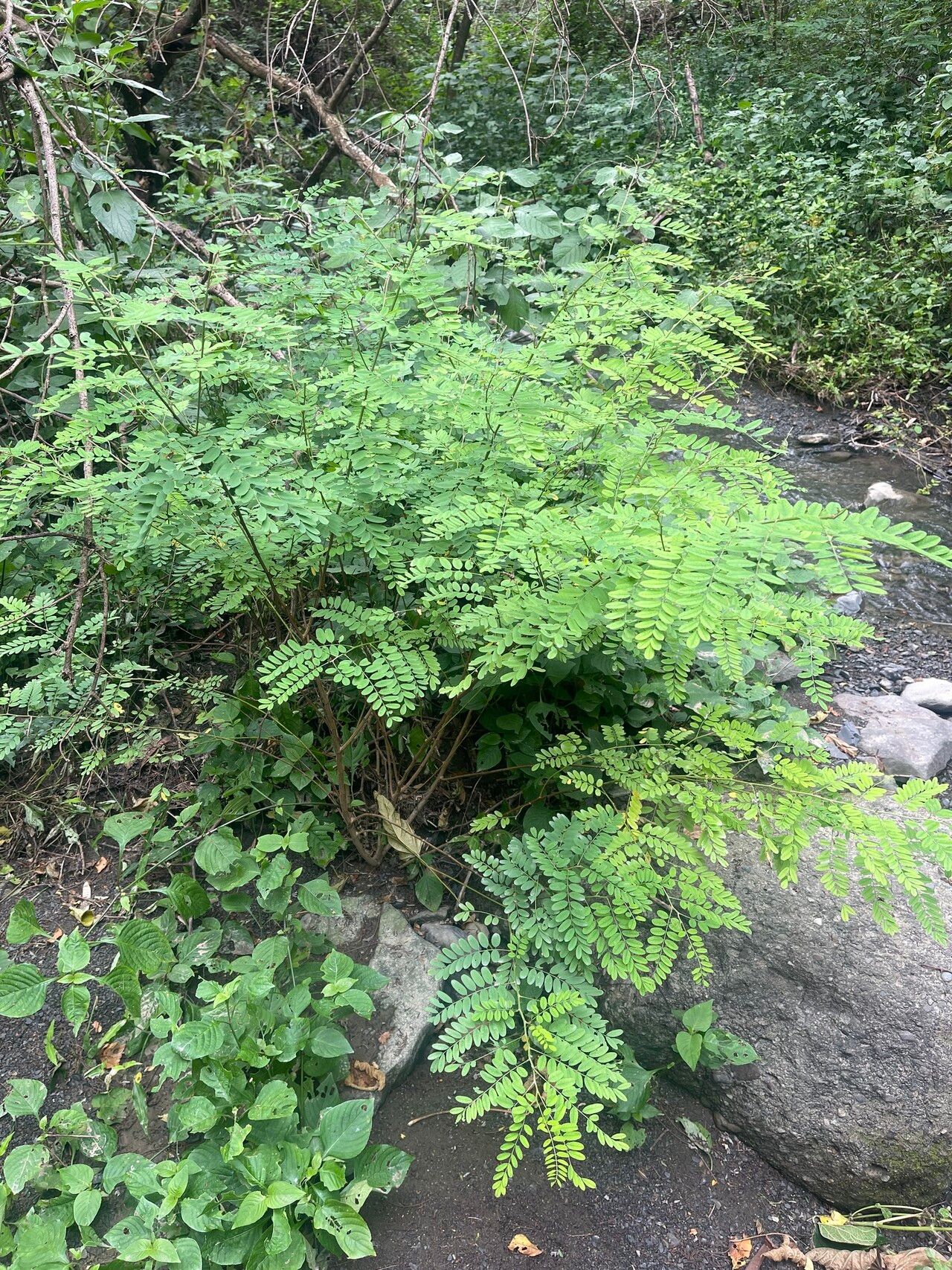 Indigofera galegoides habit