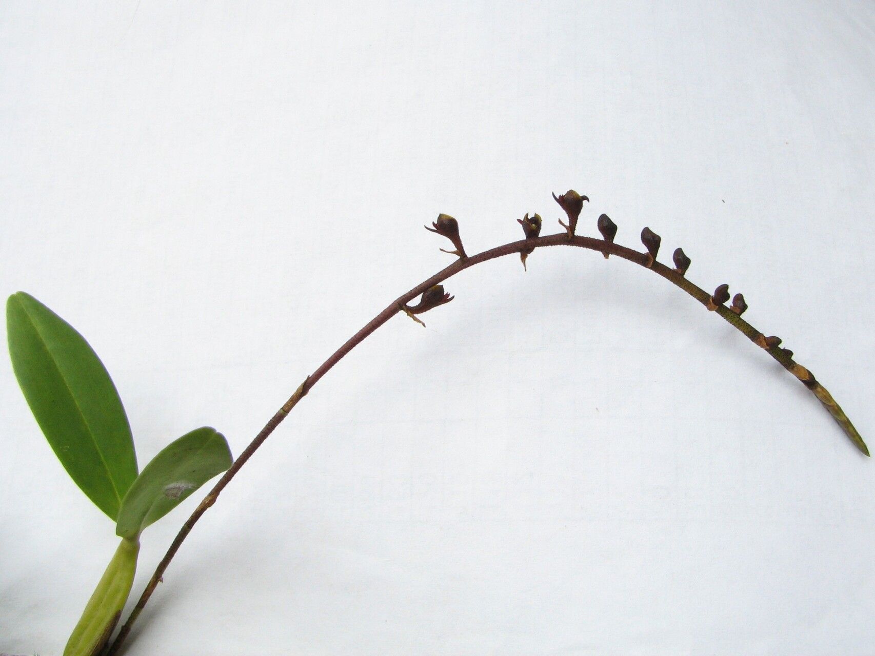 Bulbophyllum resupinatum habit