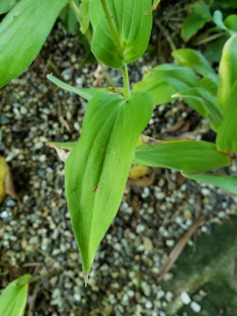 Tricyrtis hirta leaf