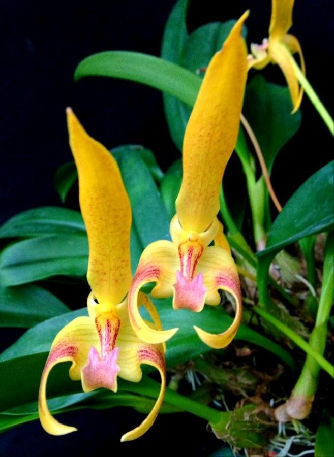 Bulbophyllum lobbii flower