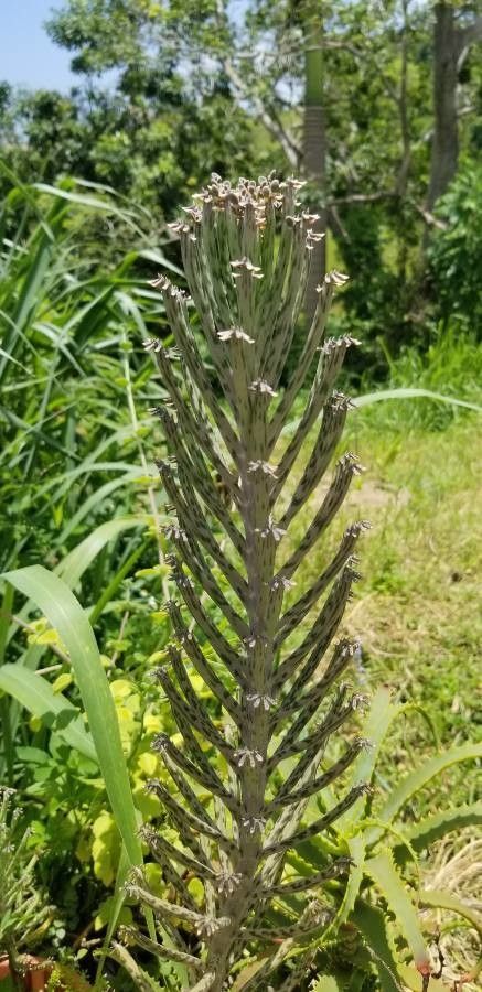 Kalanchoe rosei flower