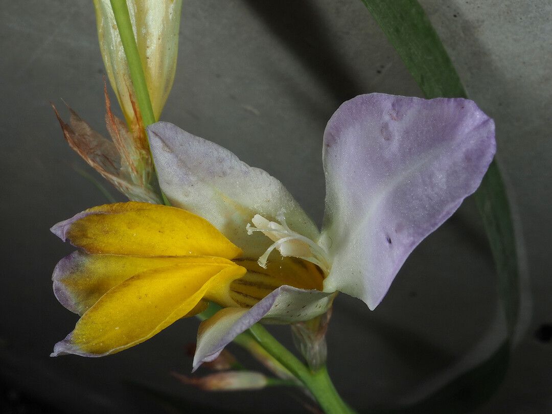 Sparaxis auriculata flower