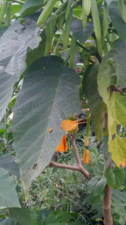 Brugmansia versicolor leaf