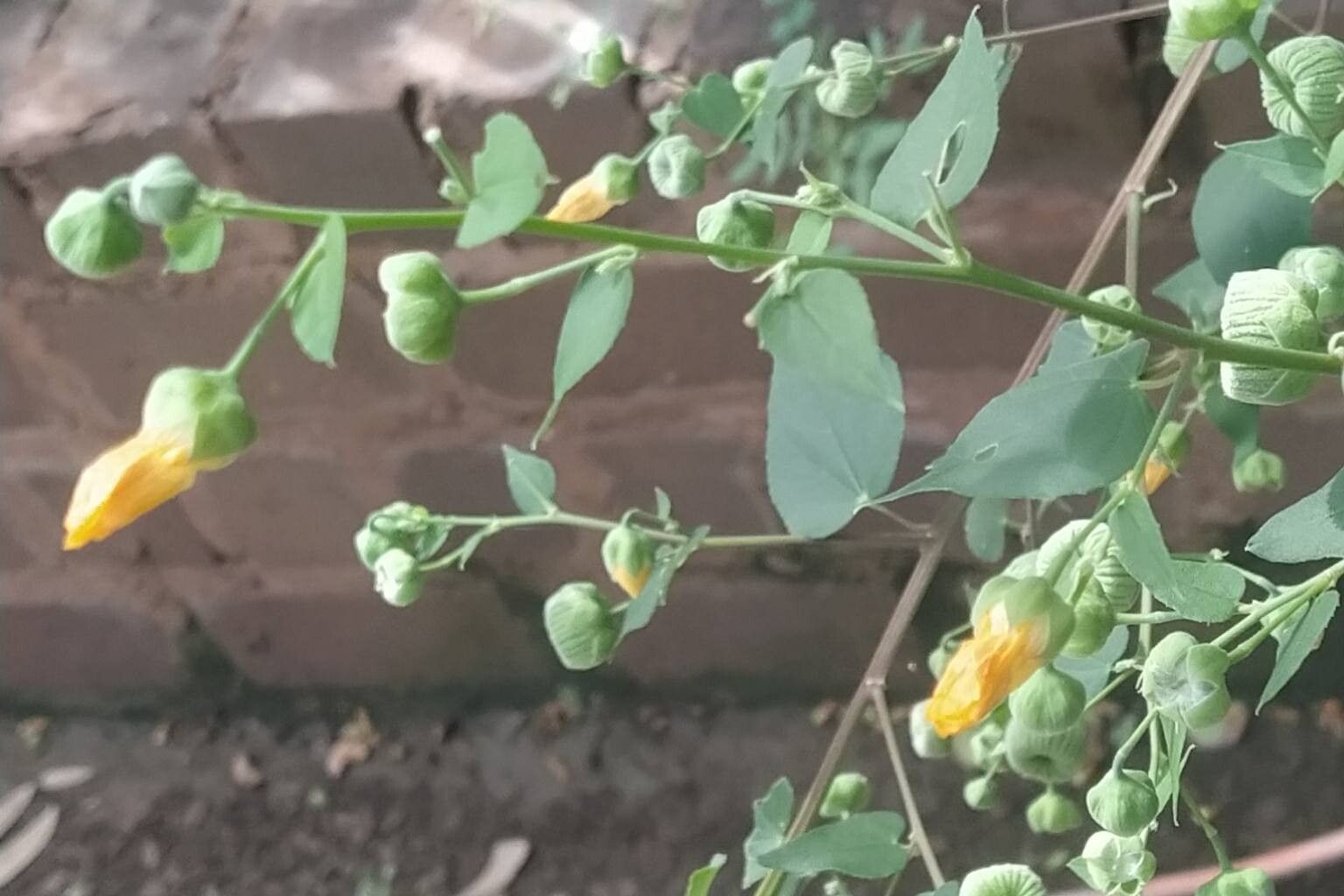 Abutilon angulatum other