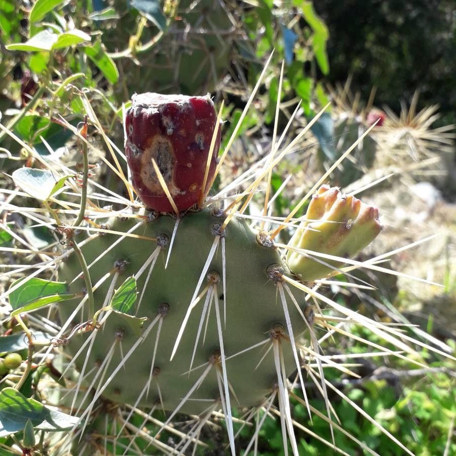 Opuntia macrorhiza fruit