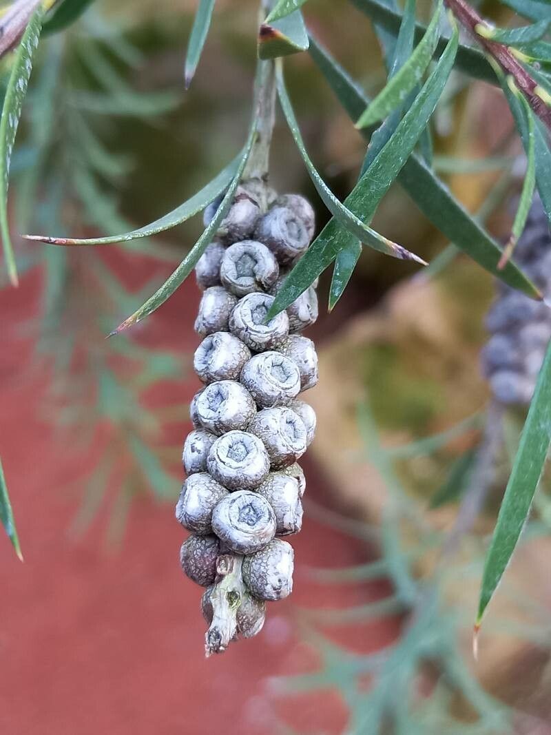 Melaleuca lophantha fruit