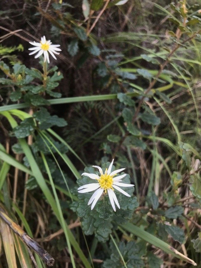 Olearia quercifolia — search result for 'Olearia'