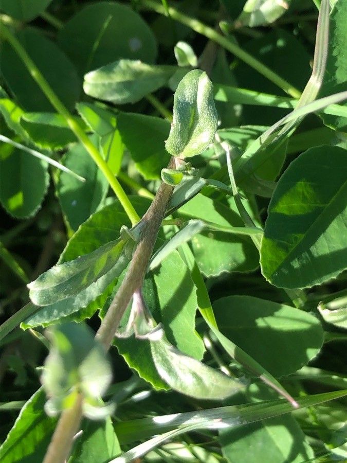 Malcolmia maritima — search result for 'Brassicaceae'