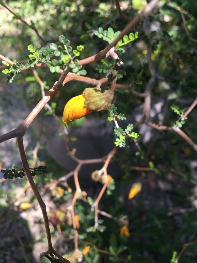 Sophora prostrata flower