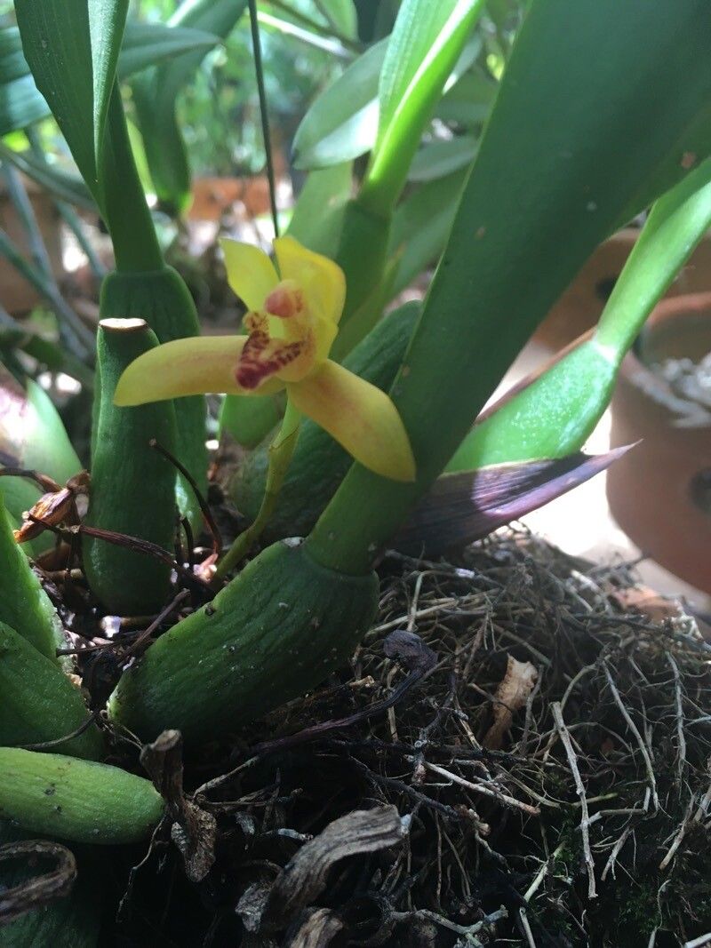 Maxillaria rufescens flower