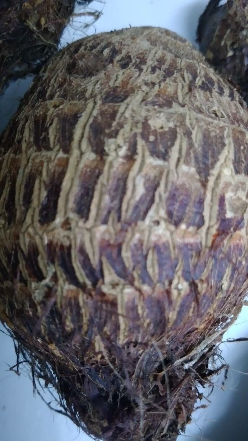 Dioscorea esculenta bark