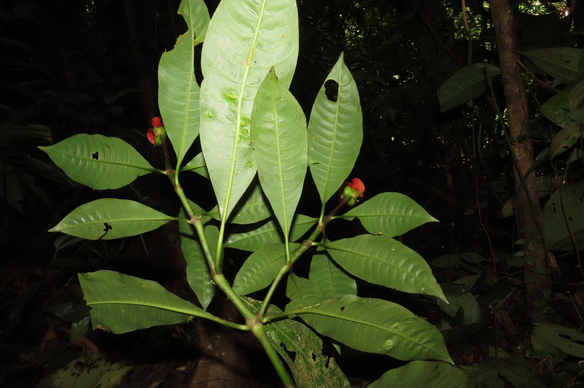 Psychotria elata leaf