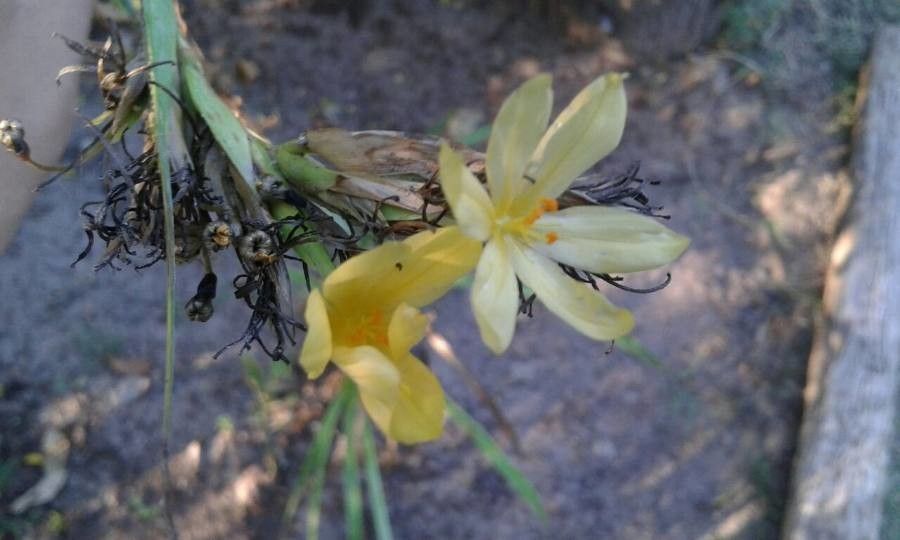 Sisyrinchium elmeri — search result for 'Sisyrinchium'