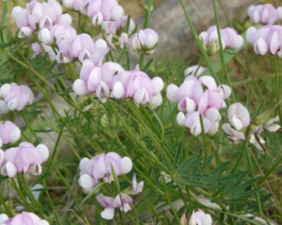 Lotus australis flower