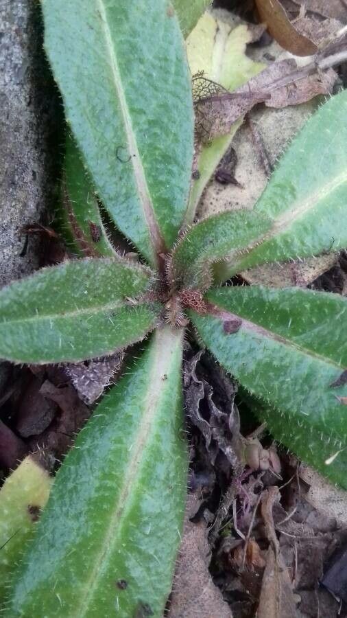 Crepis mollis — search result for 'Northern North America'
