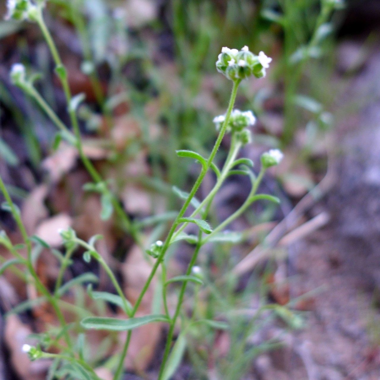 Cryptantha pterocarya habit