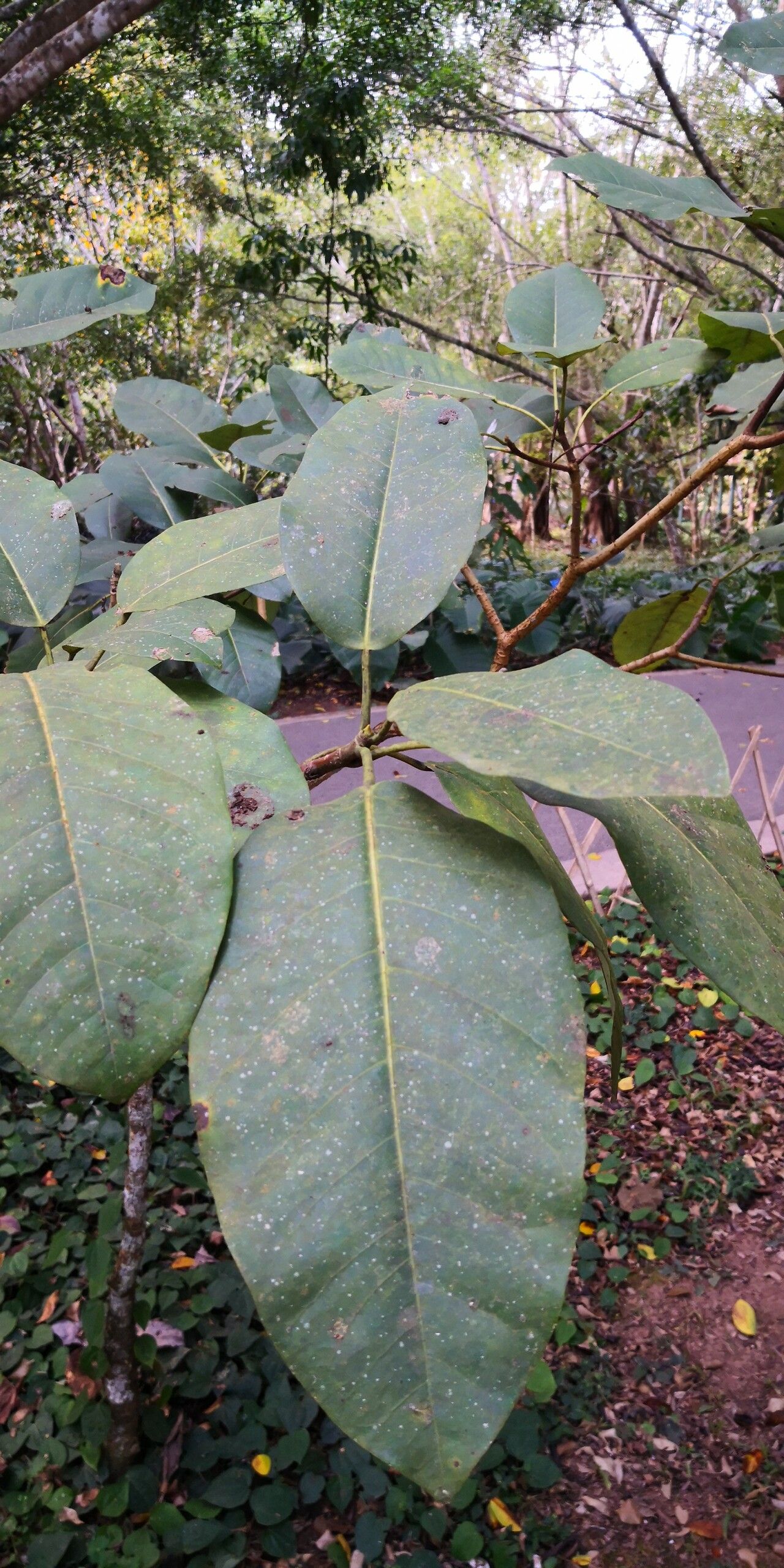 Ficus cornelisiana leaf