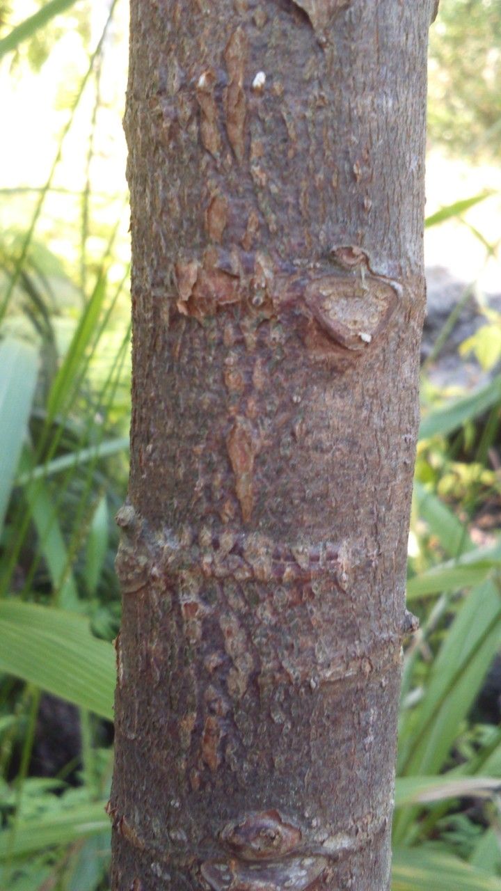 Dombeya condensata bark