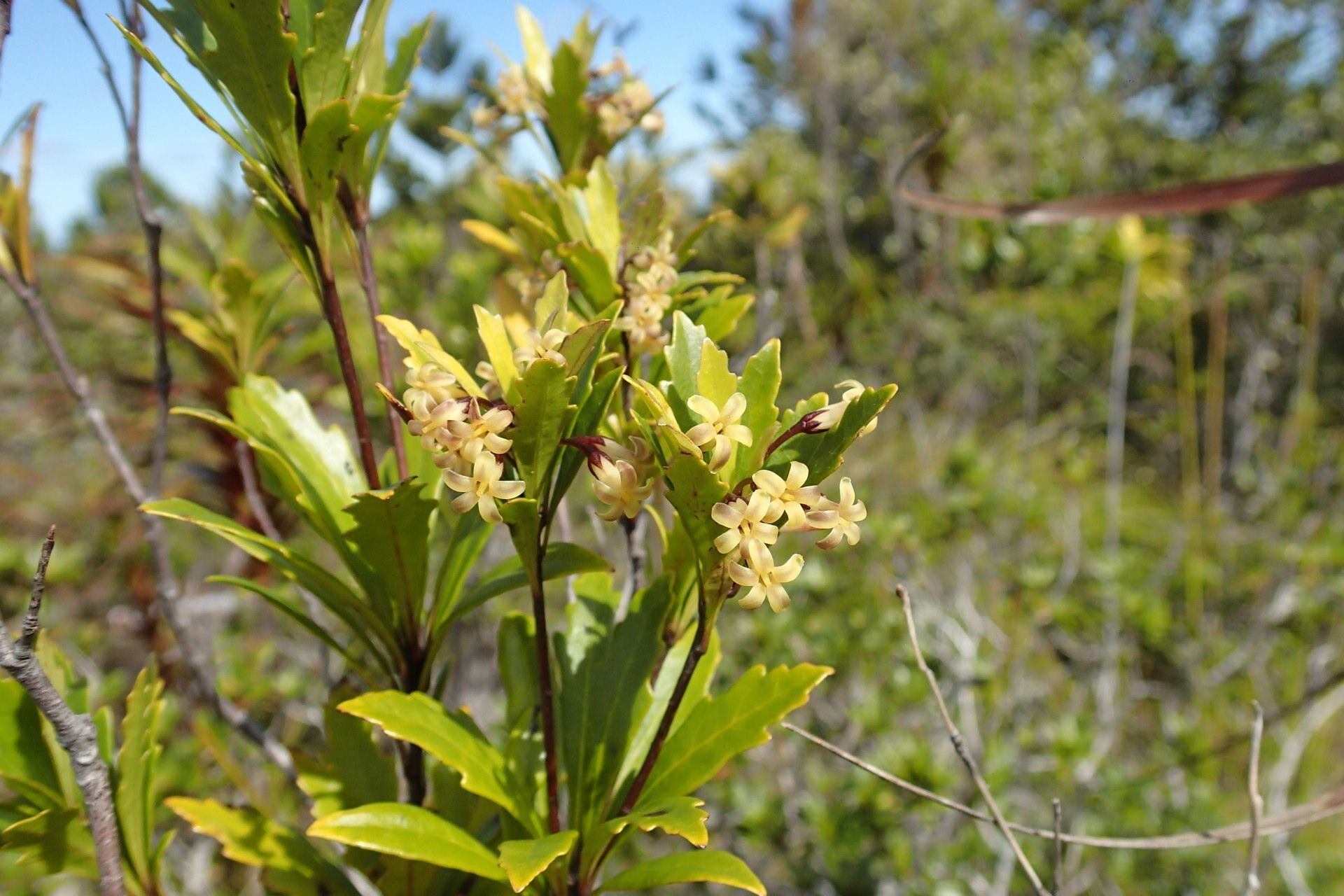 Pittosporum dzumacense habit