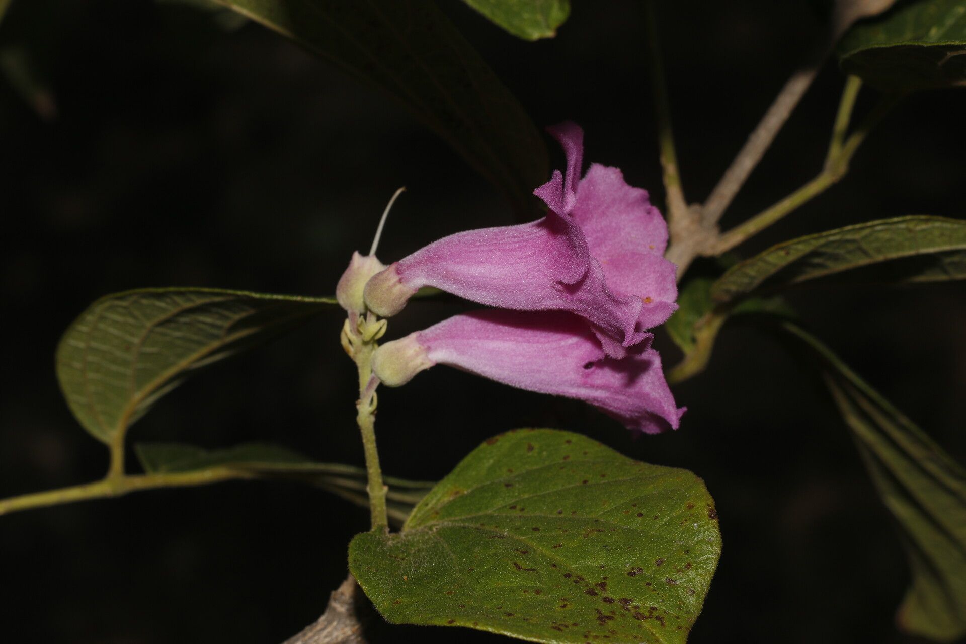 Fridericia costaricensis flower