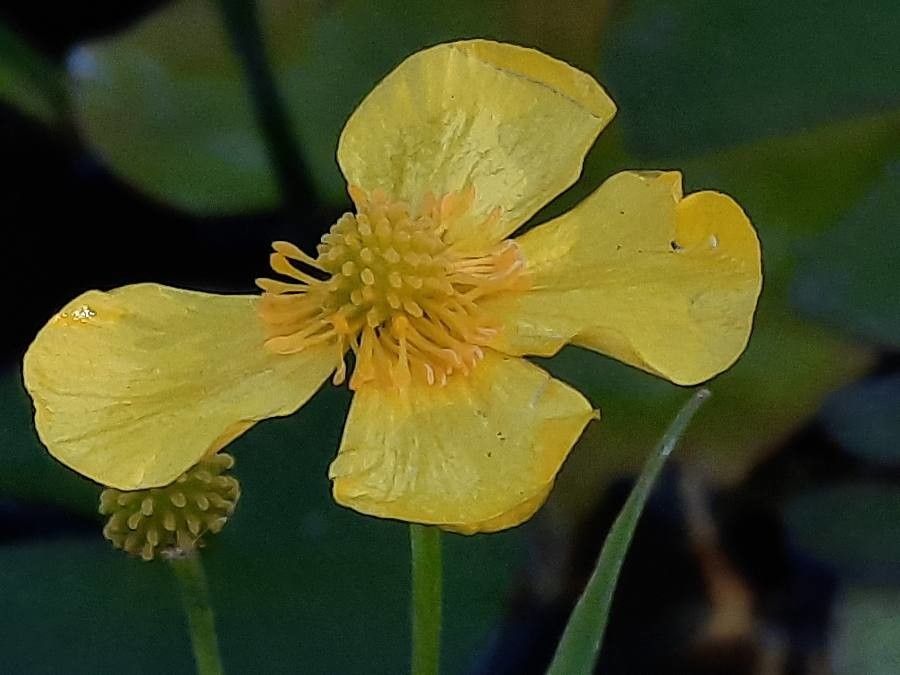 Ranunculus flammula flower