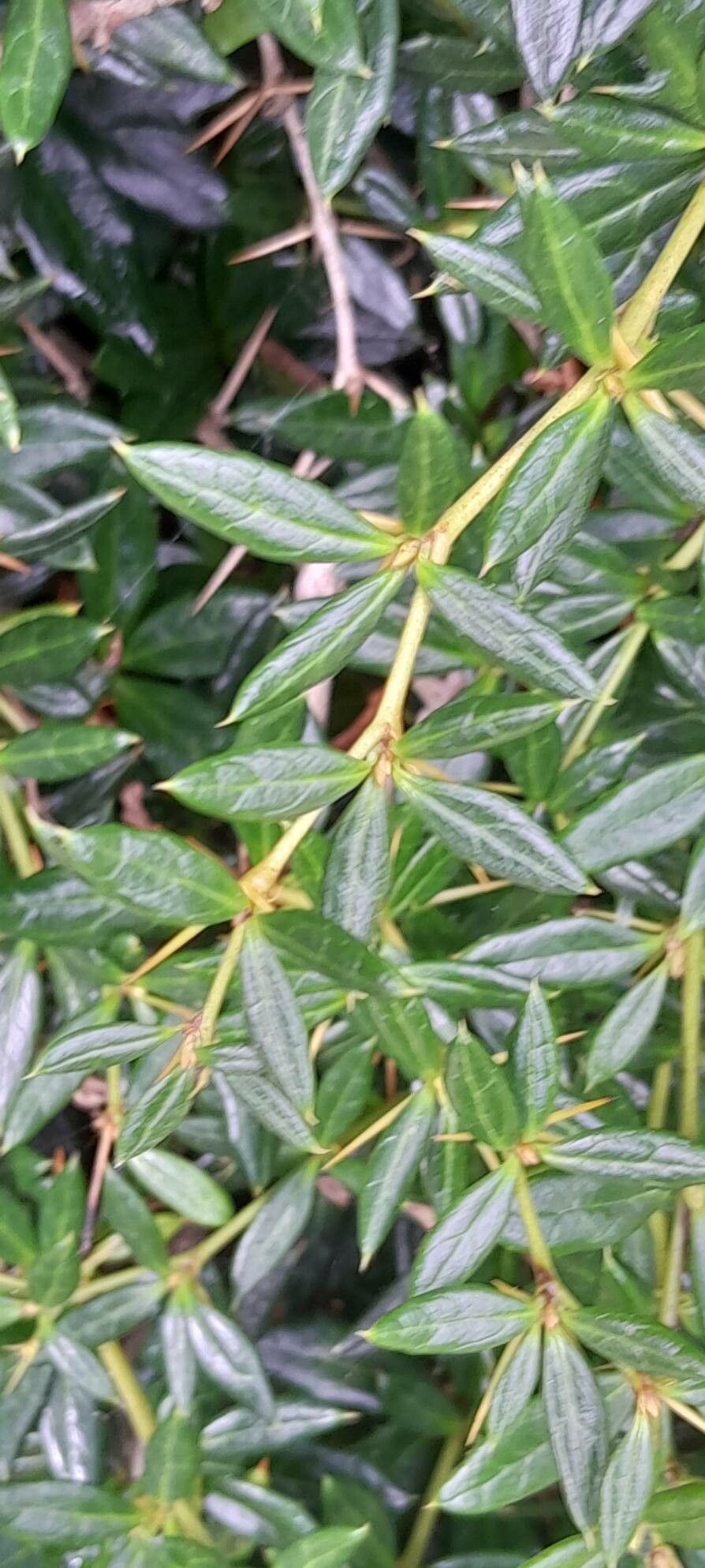 Berberis × hybridogagnepainii leaf
