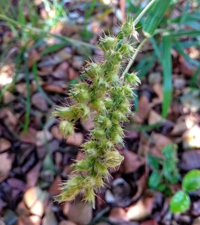 Cenchrus echinatus flower