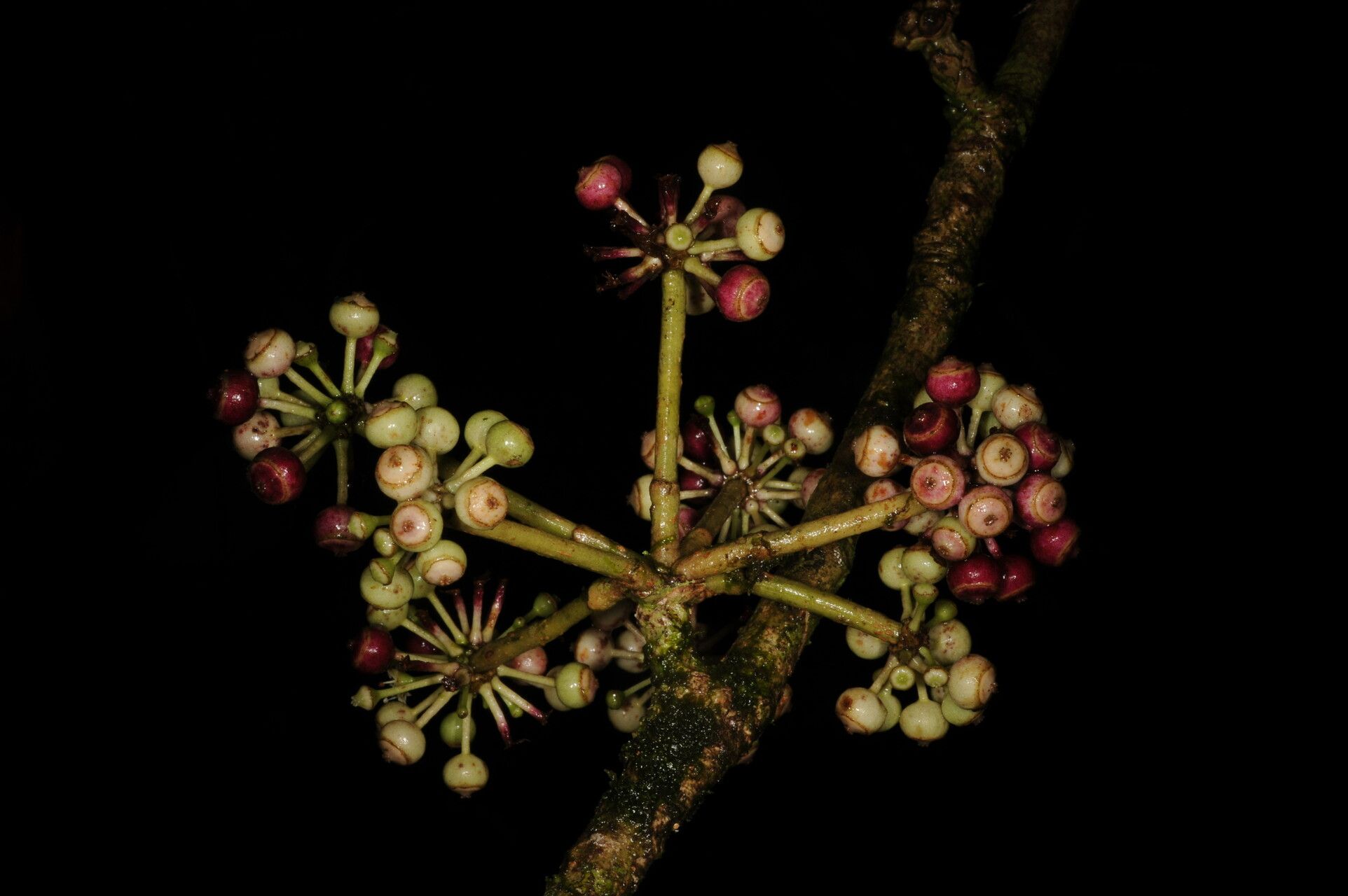 Dendropanax globosus fruit