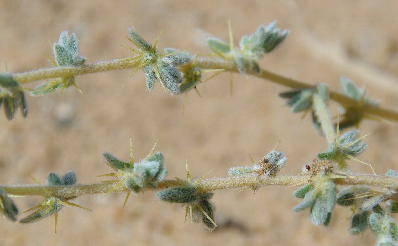 Bassia muricata leaf