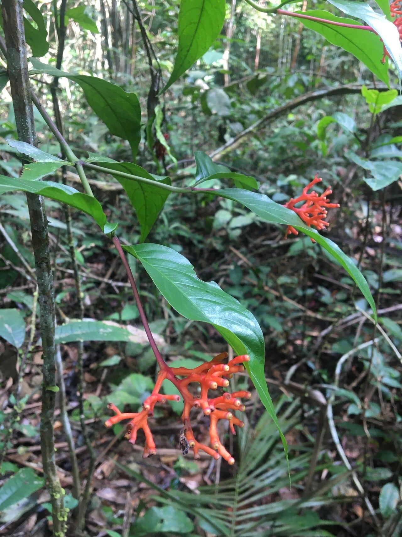 Palicourea barraensis — houseplant care guide