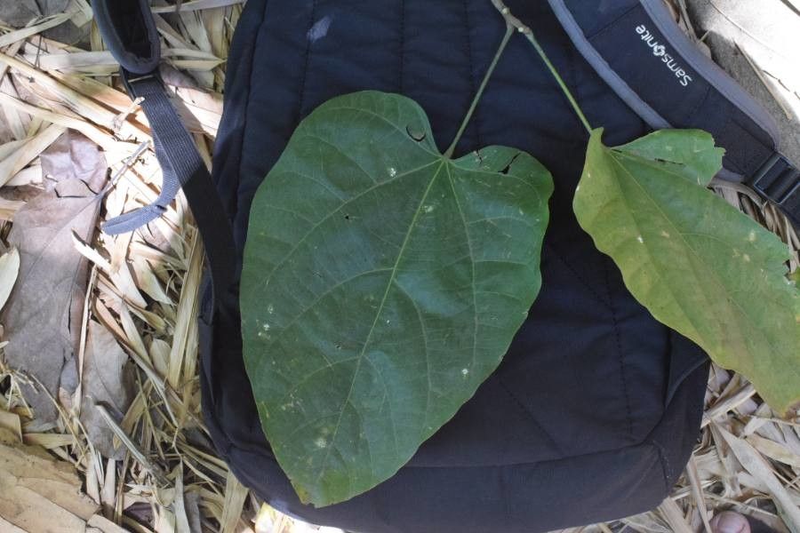 Pterygota brasiliensis leaf