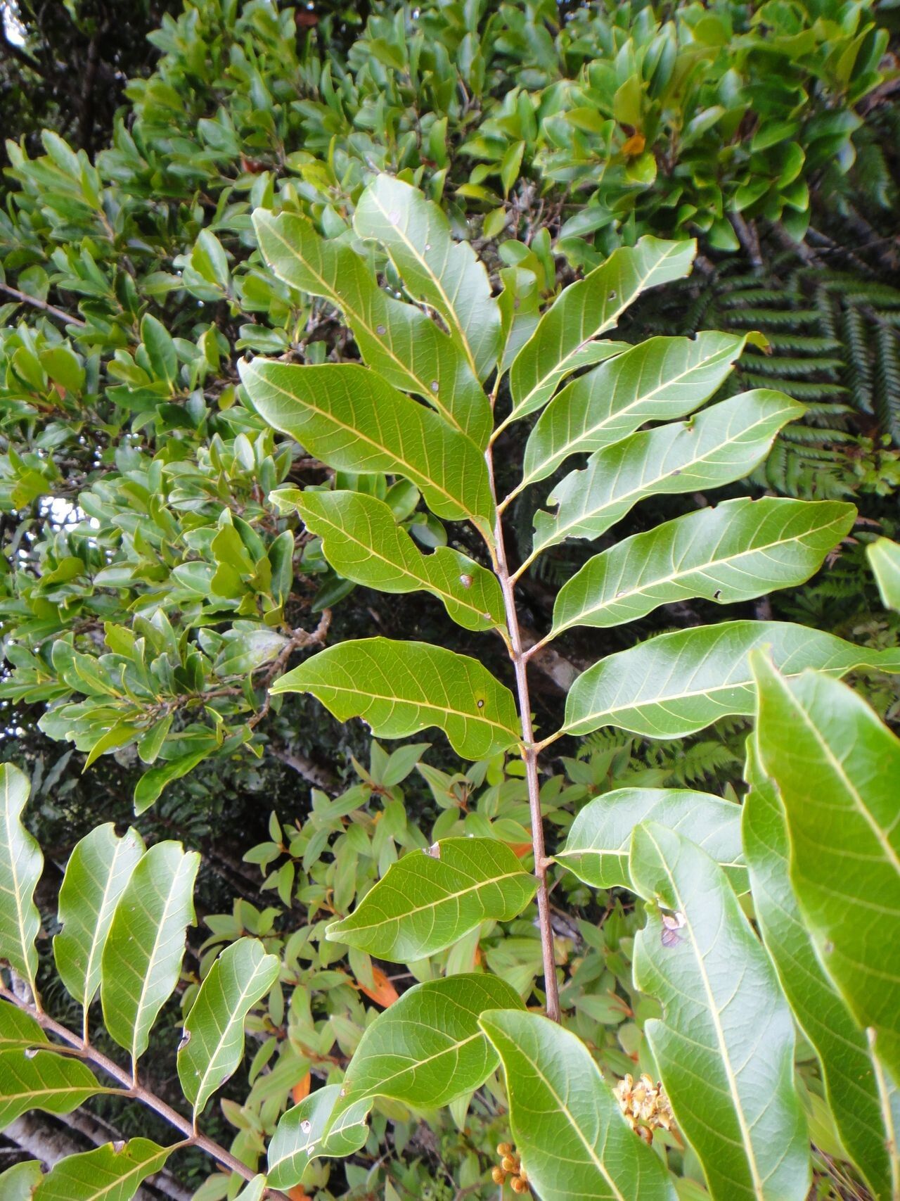 Cupaniopsis chytradenia — related species from the same genus