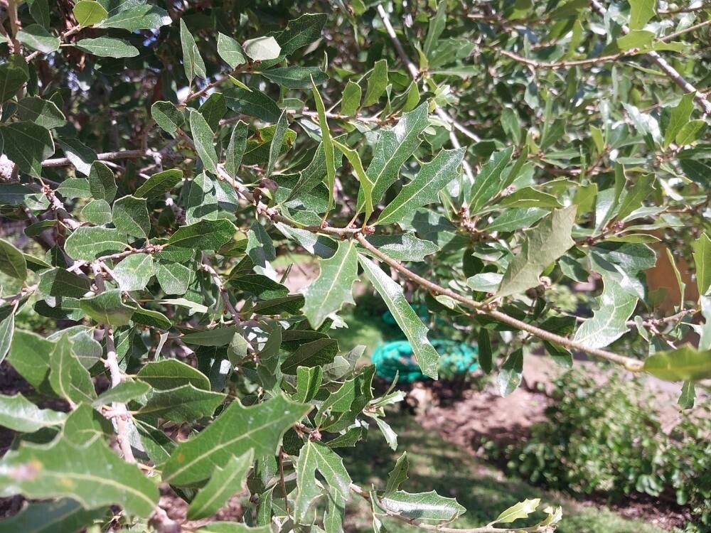 Quercus vaseyana — houseplant care guide