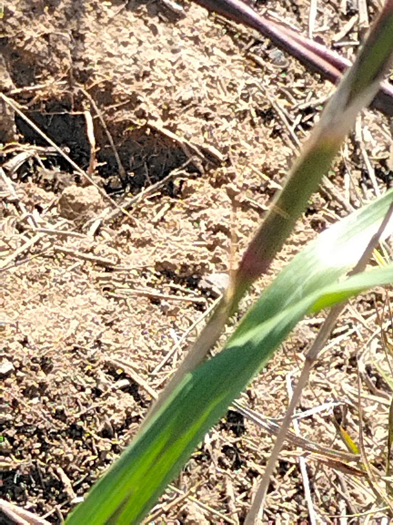 Moraea polystachya bark