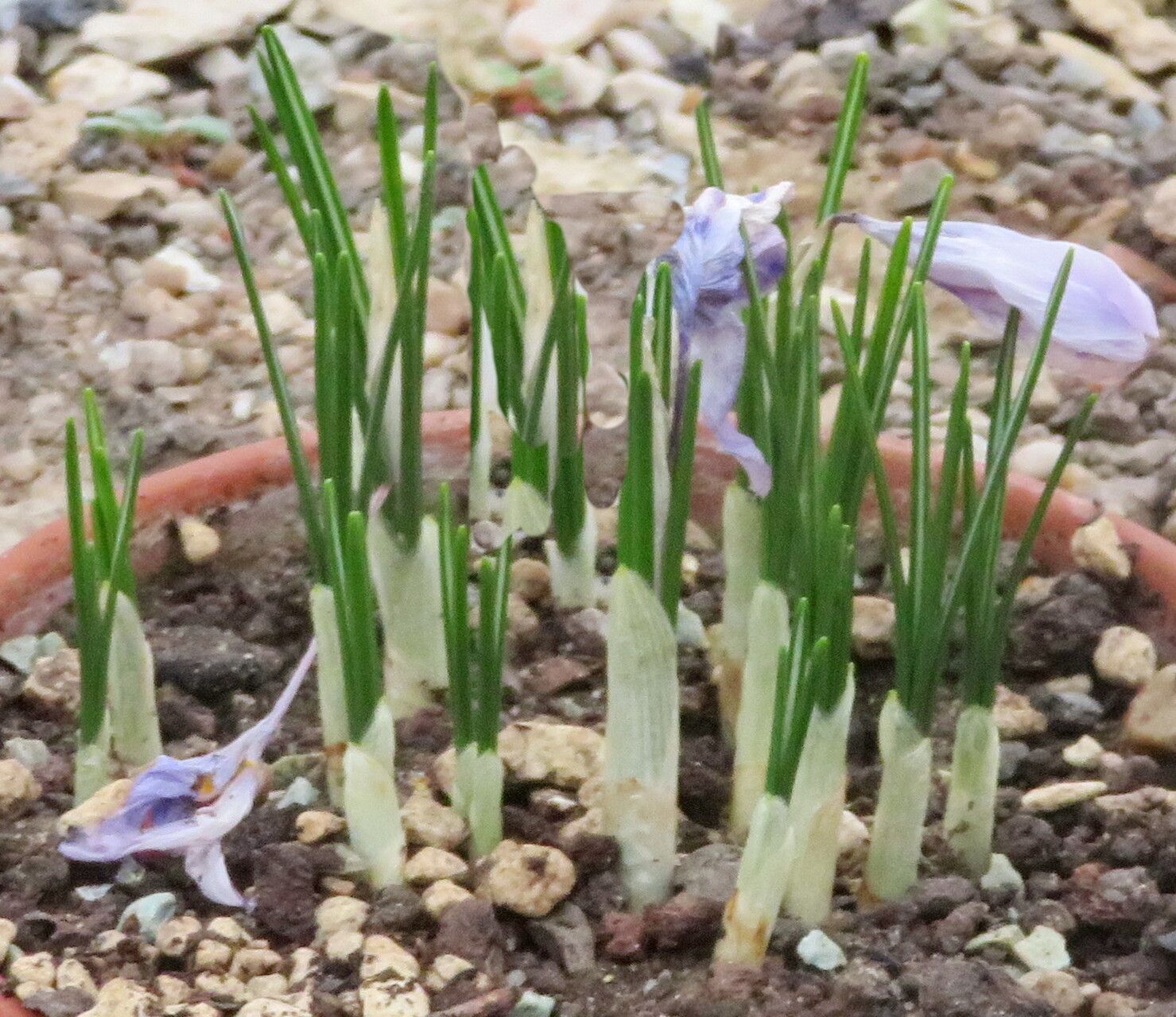 Crocus autumnalis habit