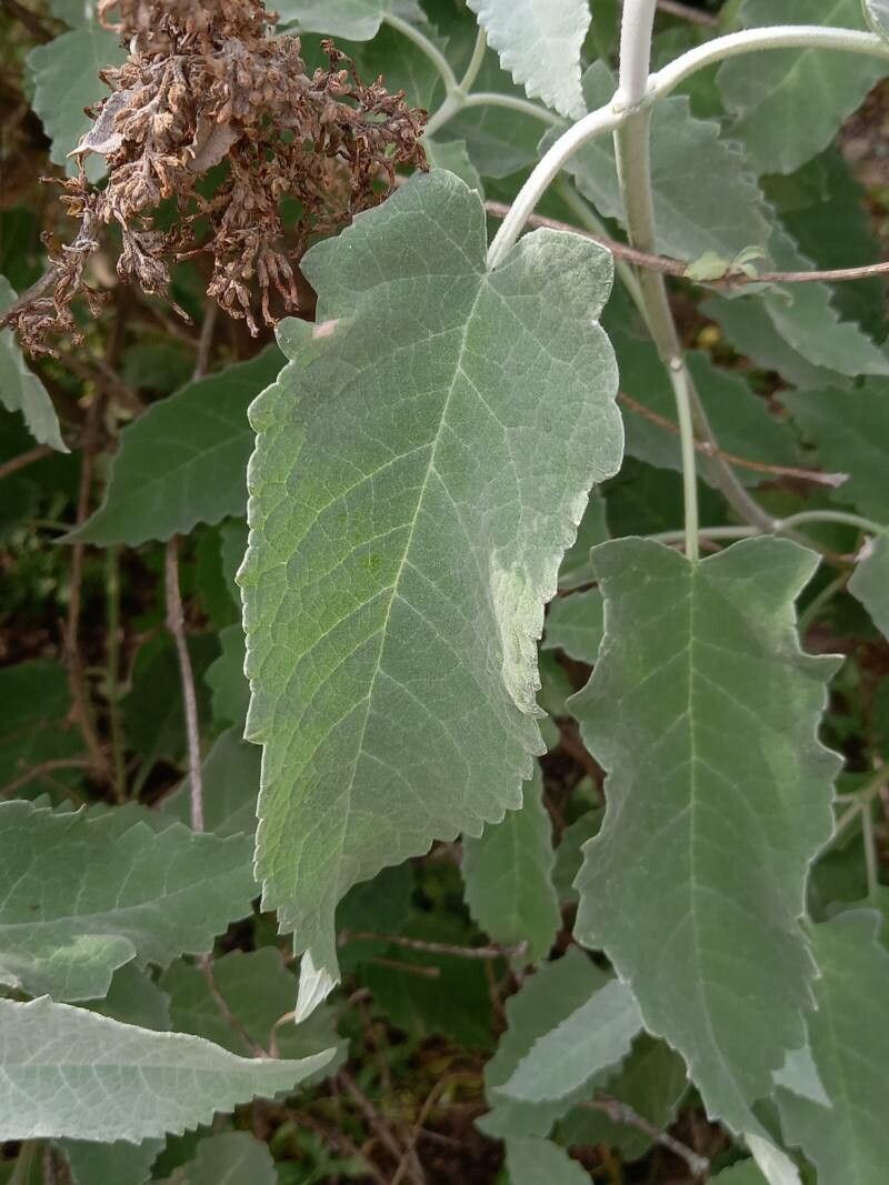 Buddleja crispa leaf
