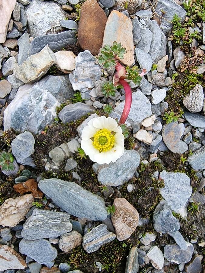 Ranunculus glacialis flower