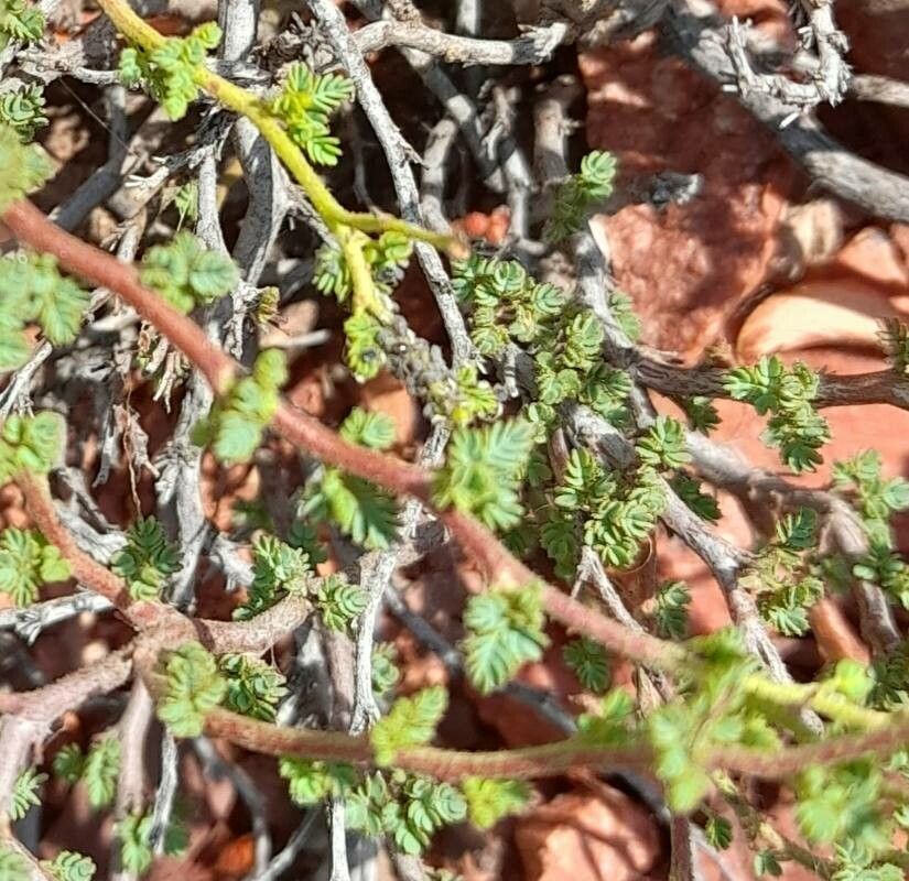 Caesalpinia trichocarpa — search result for 'Caesalpinia'