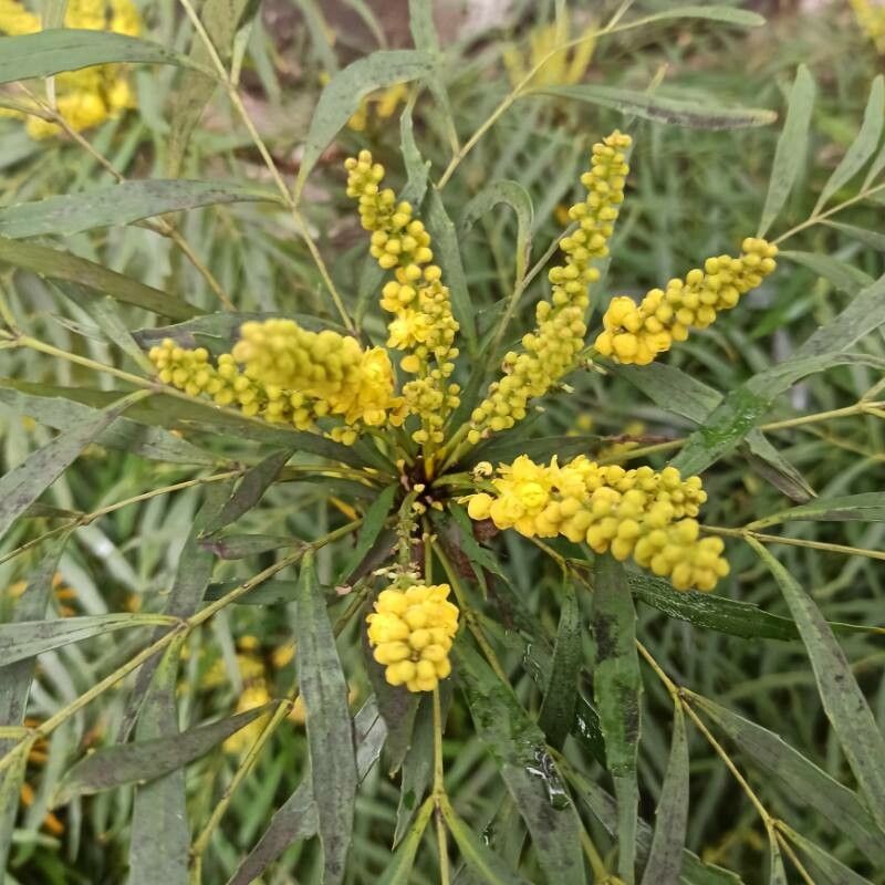 Berberis eurybracteata flower