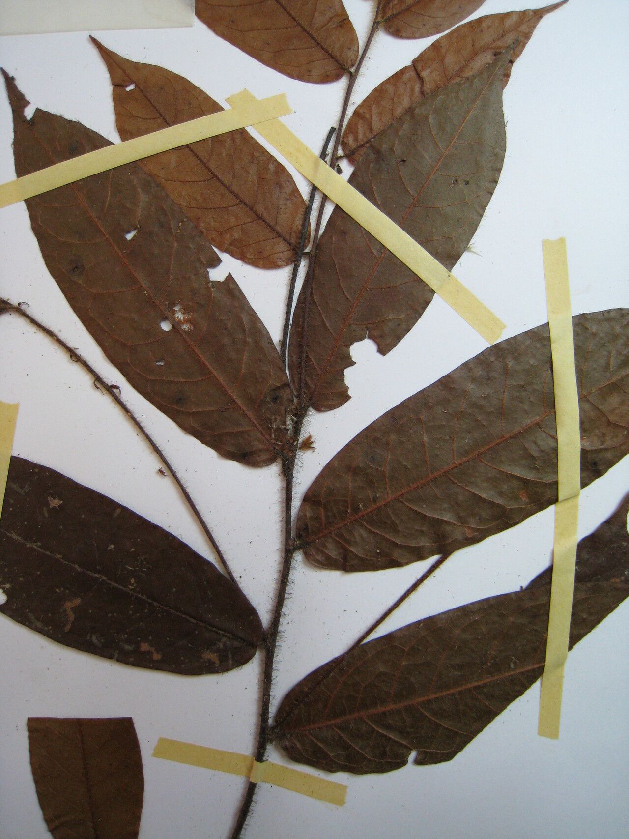 Hirtella hispidula other